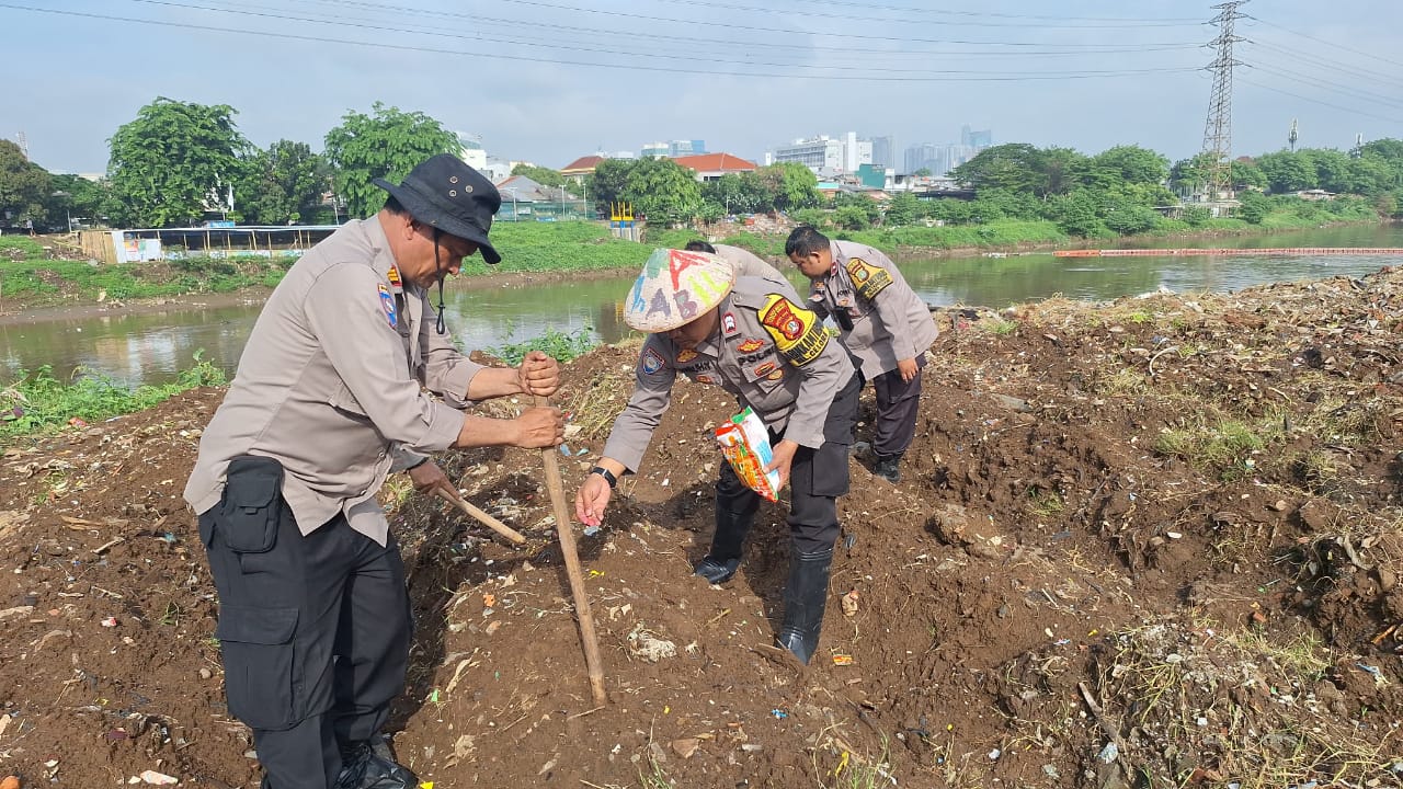 Jaga Ketahanan Pangan Polsek Metro Tanah Abang Lakukan Penanaman Jagung Di Bantaran Kali Ciliwung 