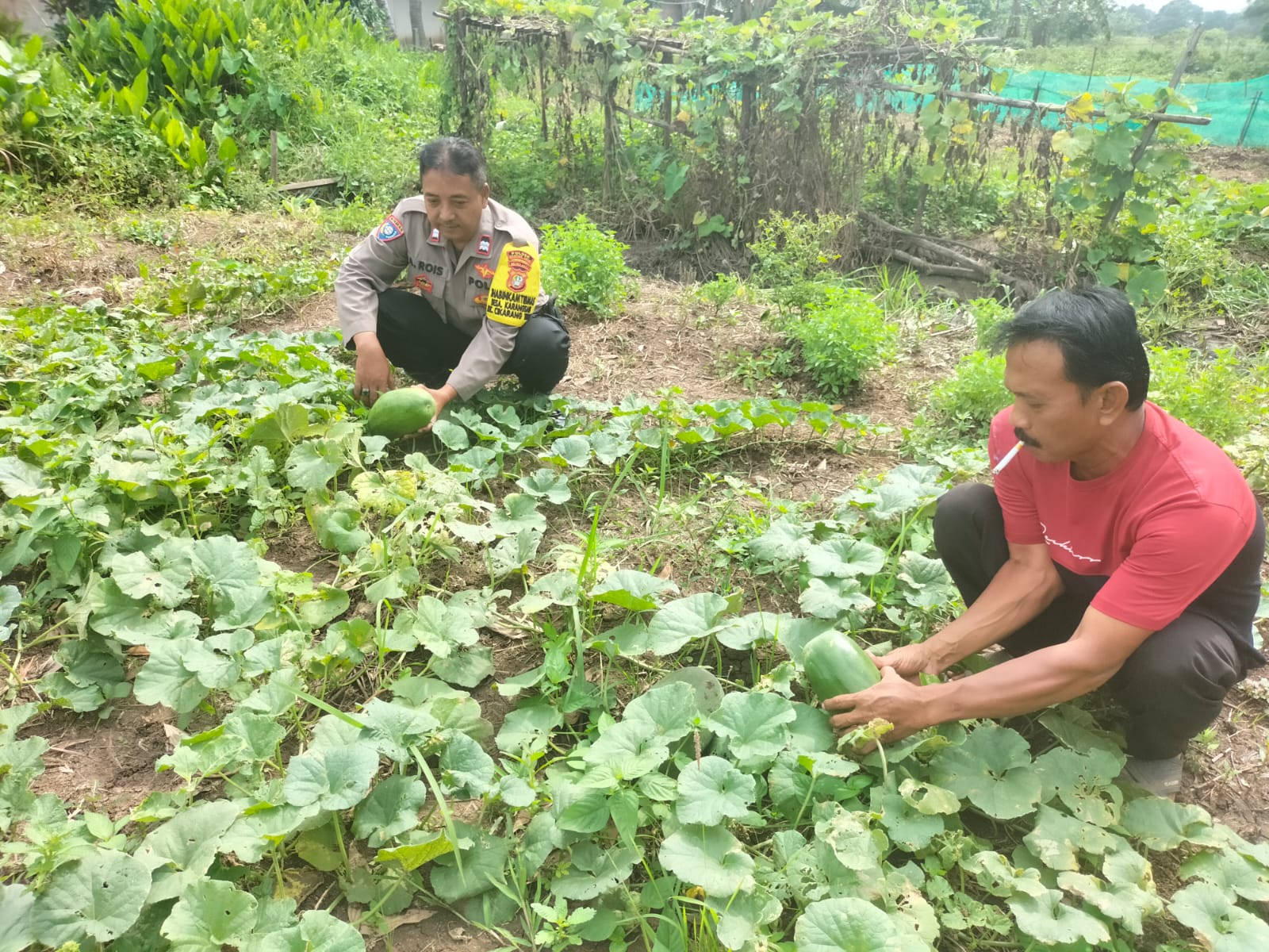 Bhabinkamtibmas Desa Karangsari dan Penggarap Lahan Bersinergi Wujudkan Program Ketahanan Pangan
