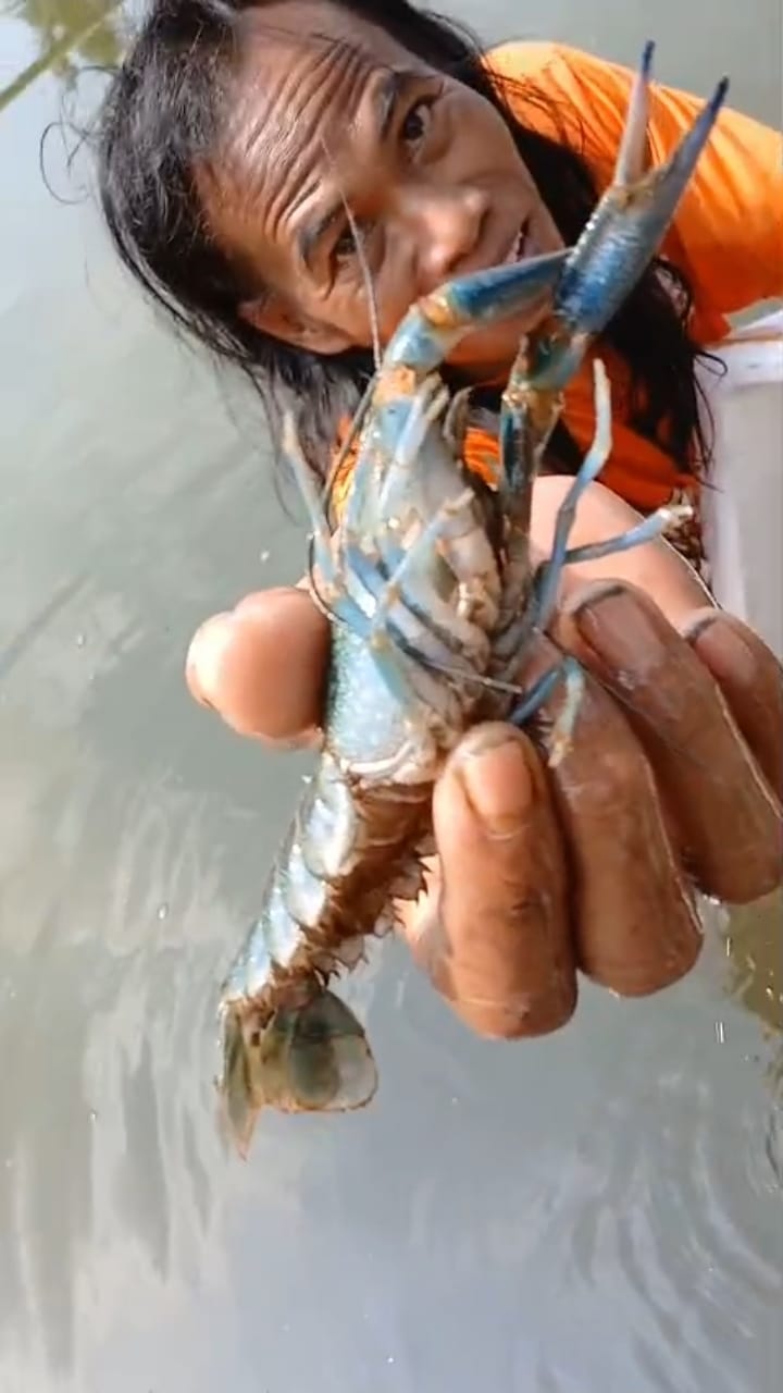 Riset Budidaya Lobster Air Tawar Bio Hanoman Bangun Potensi Sumber Daya Pelaku Usaha Tambak