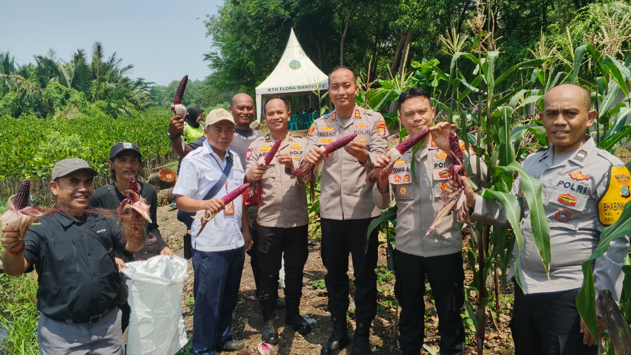 Polri Panen Raya Jagung di Eco Wisata Kapuk Muara, Wujud Nyata Ketahanan Pangan Nasional
