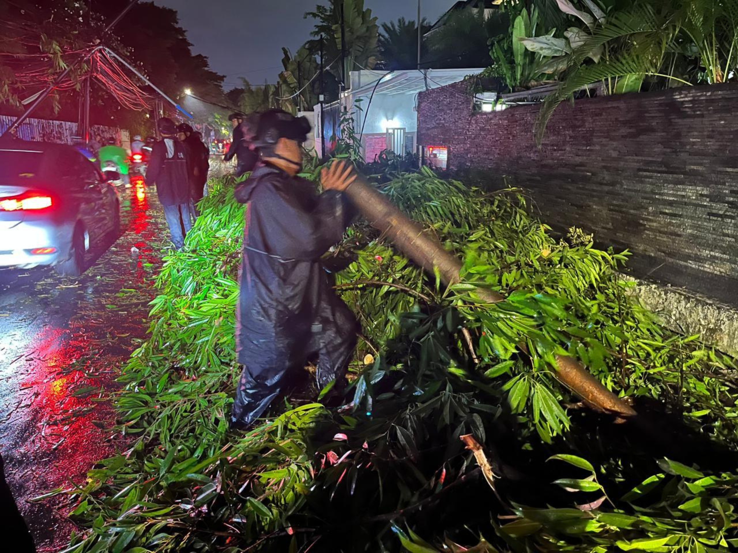 Brimob Polda Metro Jaya Sigap Evakuasi Pohon Tumbang di Kebayoran Baru, Arus Lalu Lintas Kembali Lancar