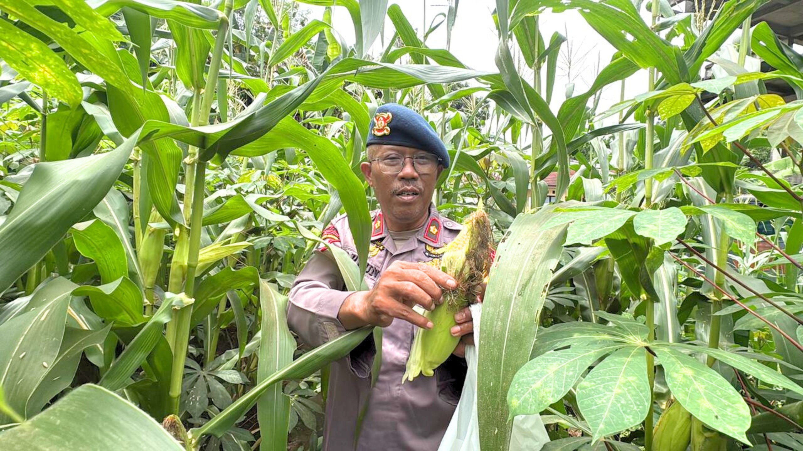 Panen Jagung Brimob Metro Jaya Dukung Program Ketahanan Pangan Nasional