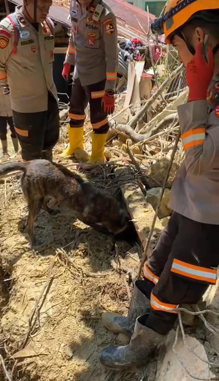 Unit K-9 SAR Korsabahara Polri Temukan Titik Indikasi Korban di Reruntuhan Masjid Sibolga