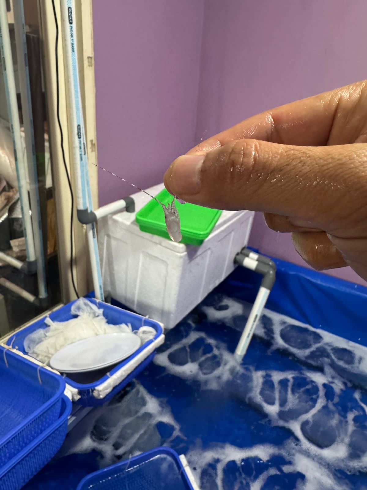 Satreskrim Polres Metro Tangerang Kota Ungkap Gudang Pengelolaan 30.000 Benih Lobster Ilegal