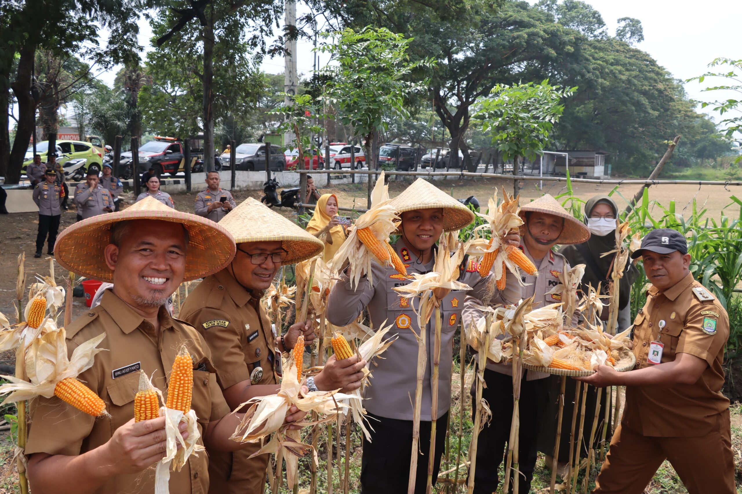 Polres Metro Tangerang Kota Panen Jagung Di Batuceper, Dukung Swasembada Pangan